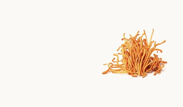 Cordyceps Militaris Mushroom Extract